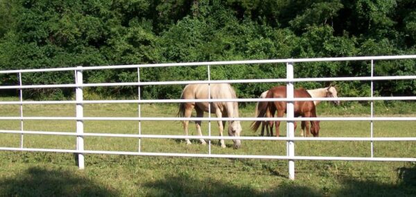 Key Essentials To Take Into Account While Buying Cattle Panels