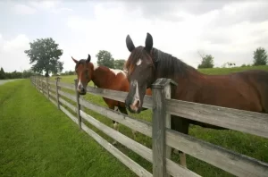 Key Things To Consider While Buying Horse Fencing